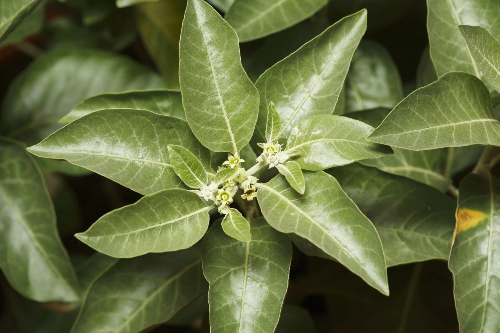 Ashwagandha