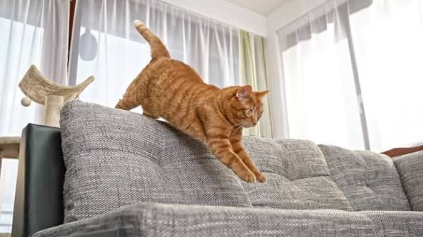 chat qui saute sur le canape