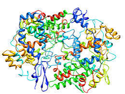 ENZYME cyclo oxygénases