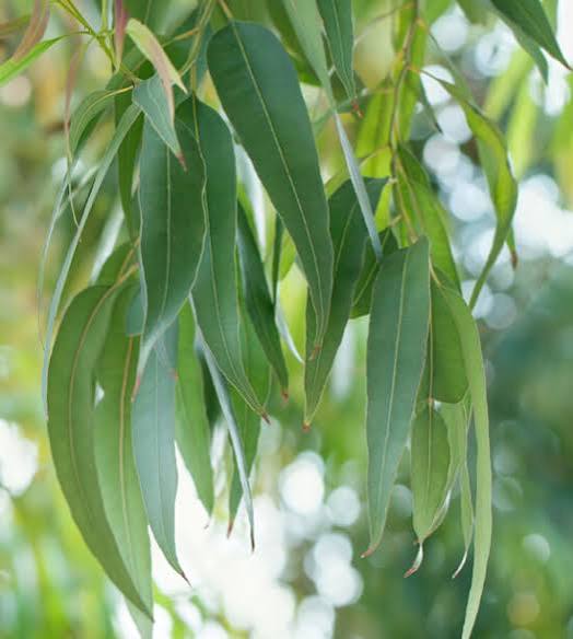 EUCALYPTUS RADIE