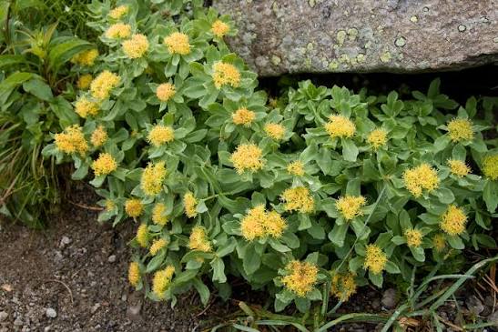 LA RHODIOLA
