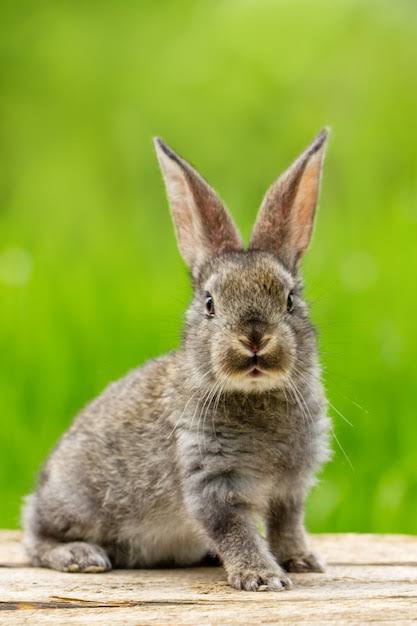 LAPIN