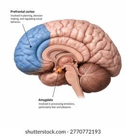 LE CORTEX PREFRONTAL