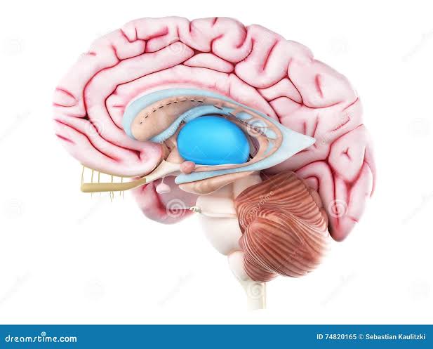LE THALAMUS