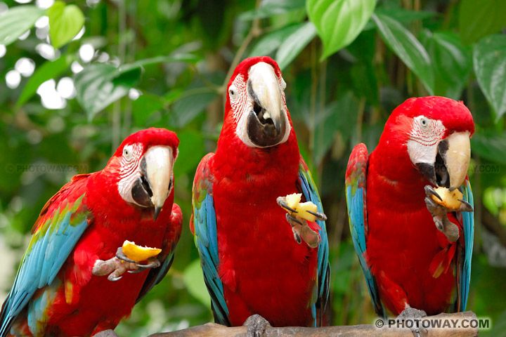 PERROQUETS